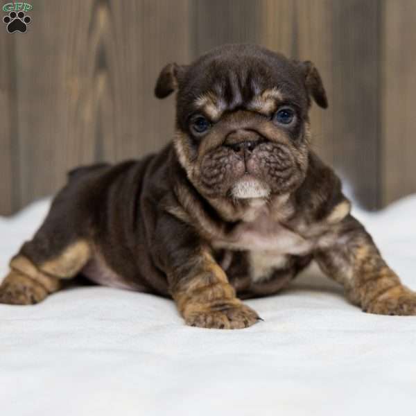 Chanel Cocoa, English Bulldog Puppy